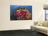 Buy Colorful Corals on Reef, Raja Ampat, Papua, Indonesia at AllPosters.com