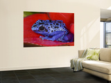 Poison Dart Frog on Red Leaf, Republic of Surinam