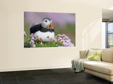 Atlantic Puffin and Sea Pink Flowers, Saltee Island, Ireland