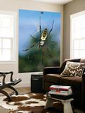 Female (Large) and Male (Small) Giant Orb-Weaving Spiders (Nephila Sp.) on Web