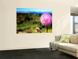 Buy Wildflower Near Bariloche, Neuquen at AllPosters.com