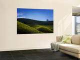 Tea Plantations Covering the Rolling Hills