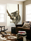 Australia, Queensland, Lone Pine Koala Sanctuary, Koala