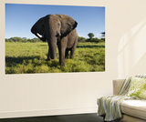 African Elephant (Loxodonta Africana Africana), Kapama Game Reserve