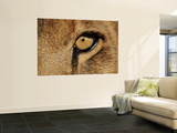 Buy Eye of African Lion (Panthera Leo) at AllPosters.com