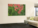 Contrasting Autumn Leaves, Arishiyama District Laminated Oversized Art