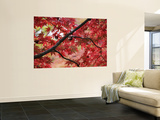 Maple Tree in Autumn Colours, Arishiyama District Laminated Oversized Art