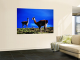 Guanacos Pausing from Grazing Laminated Oversized Art
