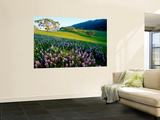 Carmel Valley in Spring
