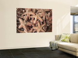 Buy A Basket of Starfishes, Rethymnon Old Town, Crete, Greece at AllPosters.com