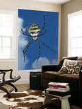 Garden Orb Spider (Argiope Australis)