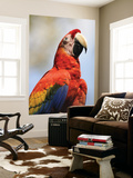 Buy Scarlet Macaw (Ara Macao) at AllPosters.com