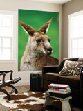 Buy Portrait of an Eastern Grey Kangaroo at AllPosters.com