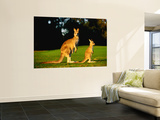 Kangaroo and Joey