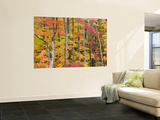 Autumn Leaves, White Mountains Laminated Oversized Art