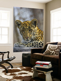 Buy African Leopard (Panthera Pardus) on Log at AllPosters.com