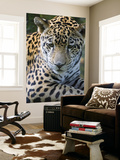 Wildlife in Belize, Jaguar