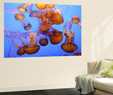 Buy Jellyfish at the Monterey Bay Aquarium at AllPosters.com