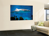 Buy Excited School Children Gazing at Whale Shark at Osaka Aquarium at AllPosters.com