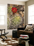 Claret Cup Cactus in Bloom
