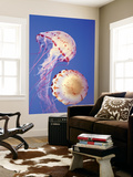Buy Jellyfish in Monterey Bay Aquarium at AllPosters.com