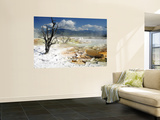 Buy Dead Limber Pine and Travertine Hotspring Pools at AllPosters.com