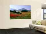 Rolling Hills with Poppies Near Olvera
