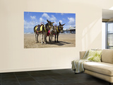 Donkey Rides on Blackpool Beach