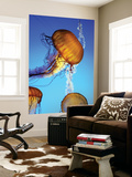 Buy Jellyfish in Monterey Bay Aquarium at AllPosters.com