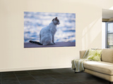 Cat on Wall