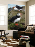 Two Puffins on Bird Cliffs of Snaefellsnes Peninsula