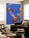 Buy Black Sea Nettle Jellyfish at Monterey Bay Aquarium at AllPosters.com
