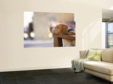 Dog Resting