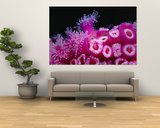 Jewel Anemones Cover the Rails of Rainbow Warrior Ship Near Cavalli Islands, New Zealand