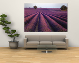 Lavender Field, Fragrant Flowers, Valensole, Provence, France