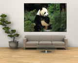 A Giant Panda Smelling a Flower, National Zoo, Washington D.C.