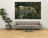 A Leopard Stalks its Prey
