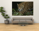 A Close View of a Captive Jaguar, Panthera Onca