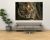 A Captive Tiger Shows a Formidable Expression