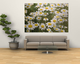 Buy View of a Field of Daisies at AllPosters.com
