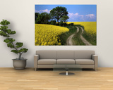 Canola, Farm, Yellow Flowers, Germany