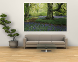 Bluebells in a Forest, Thorp Perrow Arboretum, North Yorkshire, England