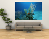Buy Coral Reef Scene off the Coast of Grand Turk Island at AllPosters.com