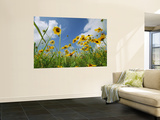 Buy A Skyward View of Coreopsis Flowers in a Texas Field at AllPosters.com