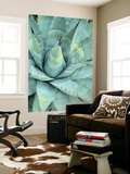 Agave Growing in Organ Pipe Cactus National Monument, Ajo Mountains, Arizona, USA