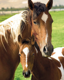 Mare and Foal