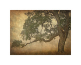 Buy Oak in Fog, Study 1 at AllPosters.com