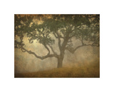 Buy Oak in Fog Study 13 at AllPosters.com
