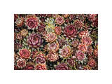 Succulents