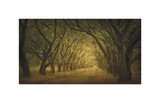 Buy Evergreen, New Alley, Right Side at AllPosters.com